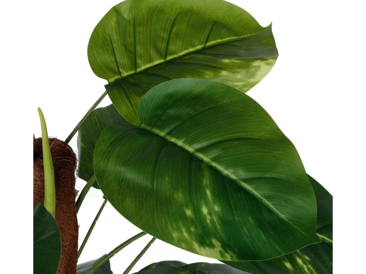 Диффенбахия высота 152 см 952276  - фото 4