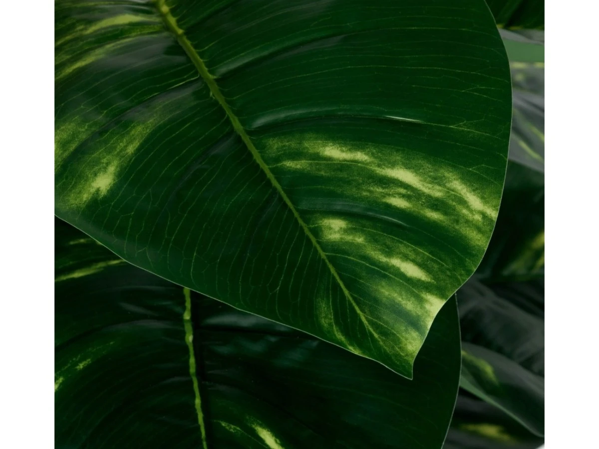 Диффенбахия высота 152 см 952276  - фото 5