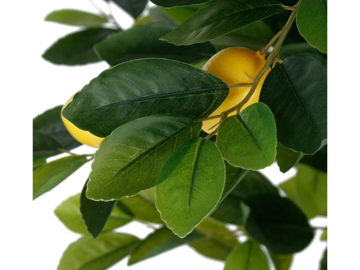 Лимонное дерево высота 150 см 952440  - фото 5