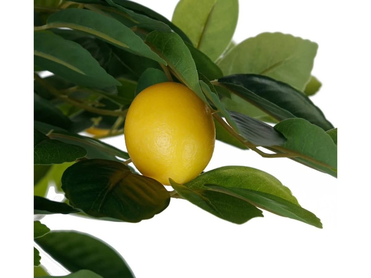 Лимонное дерево высота 150 см 952440  - фото 3