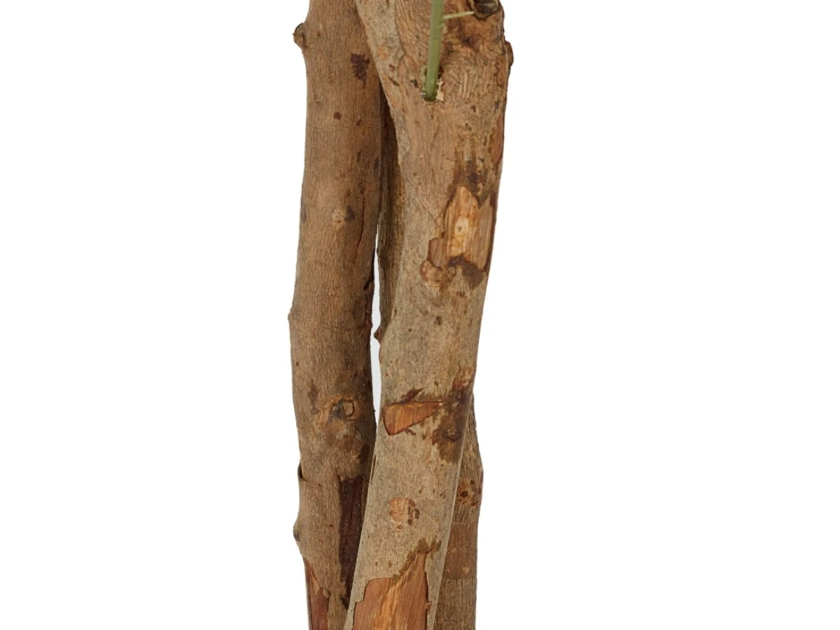 Лимонное дерево высота 150 см 952440