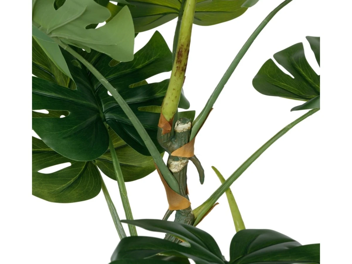 Монстера высота 155 952457  - фото 4
