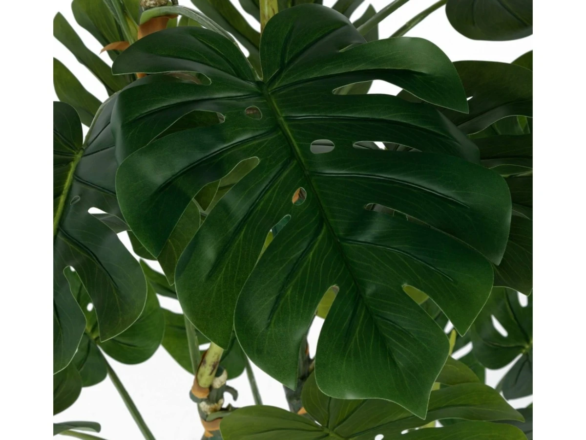 Монстера высота 155 952457  - фото 3