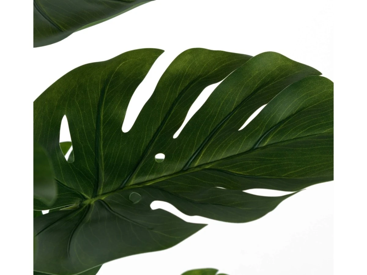 Монстера высота 155 952457  - фото 5