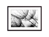 Постер в рамке Одуванчики 40х60 см