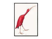 Репродукция картины на холсте Розовые птицы, No 1, Ибис, 1827г.