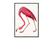 Репродукция картины на холсте Розовые птицы, No 2, Фламинго, 1822г.