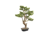 Искусственное растение Sokan - bonsai