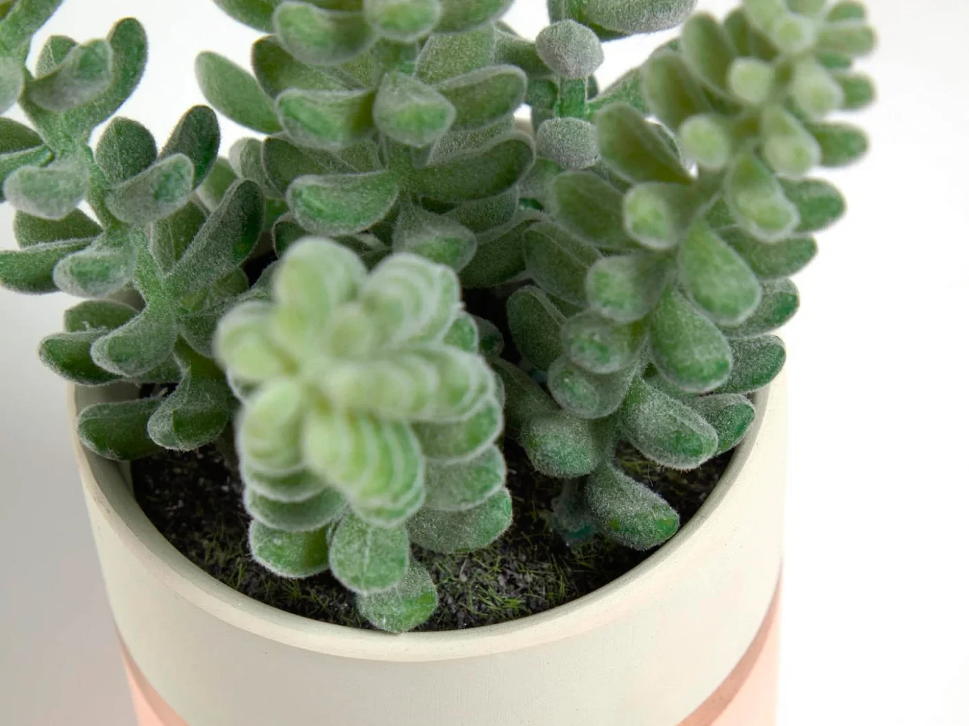 Искусственное растение Sedum lucidum 599336 – купить по цене 1 890  ₽ в Москве в интернет-магазине ogogo.ru