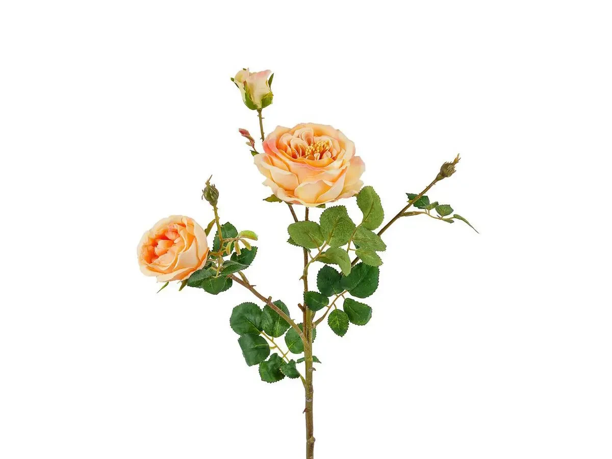 Роза кустовая персиковая 700290