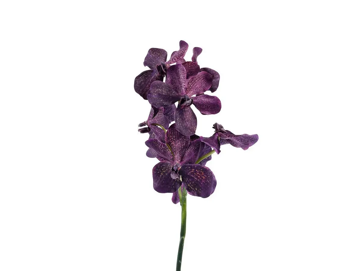 Орхидея лиловая 700296