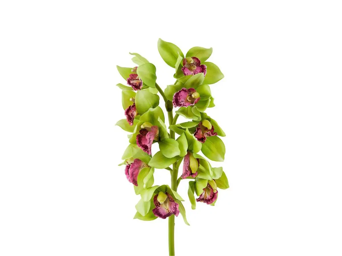 Орхидея Цимбидиум зелёно-розовая 700299  - фото 1