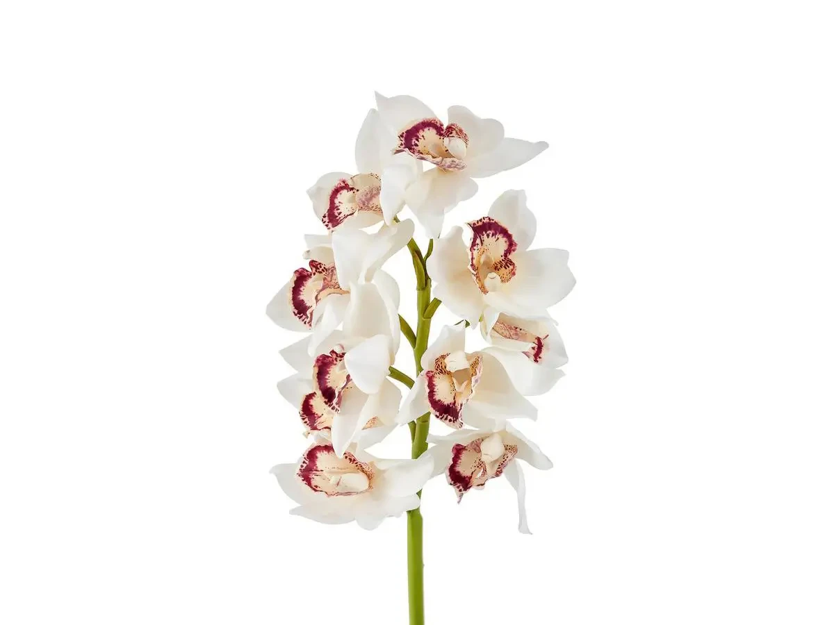 Орхидея Цимбидиум бело-розовая 700301
