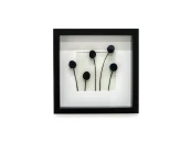 Панно с черной Краспедией