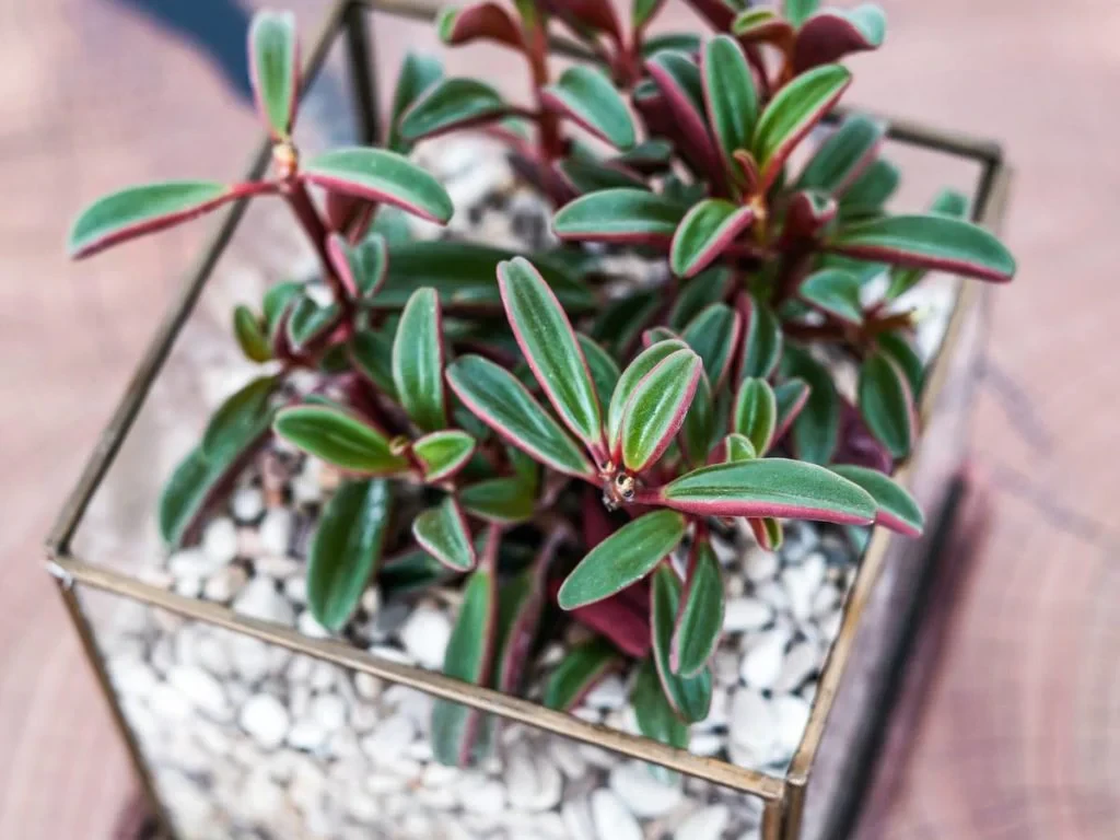 Флорариум с пеперомией 708797