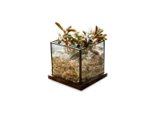 Флорариум с пеперомией