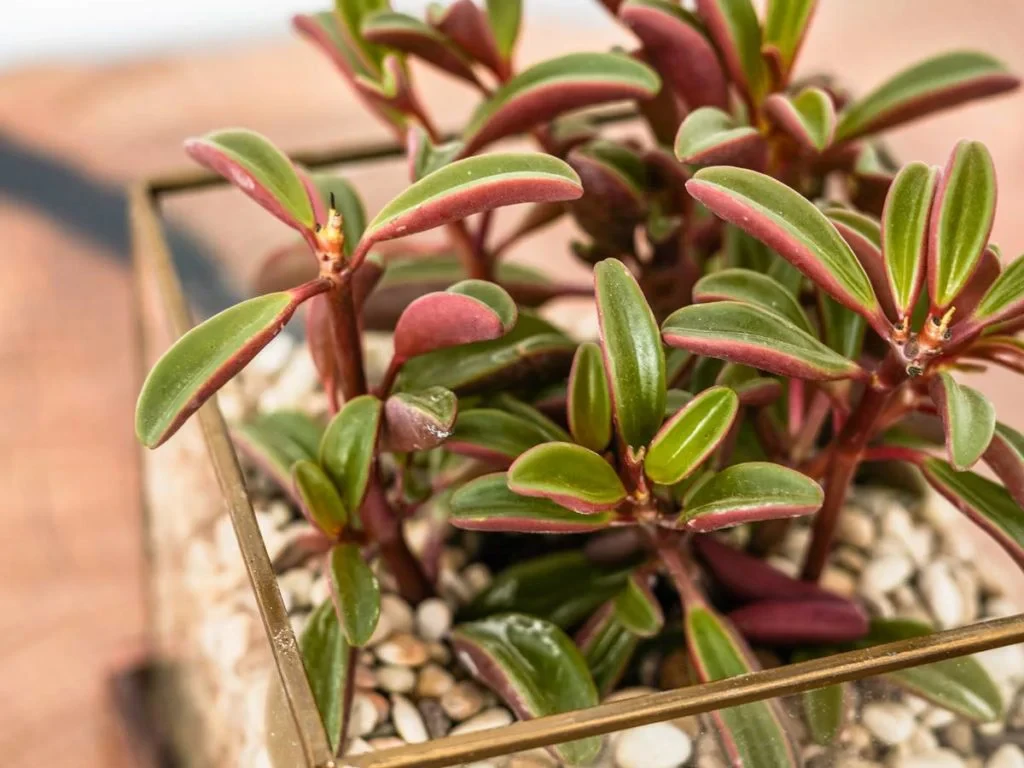 Флорариум с пеперомией 708797  - фото 3
